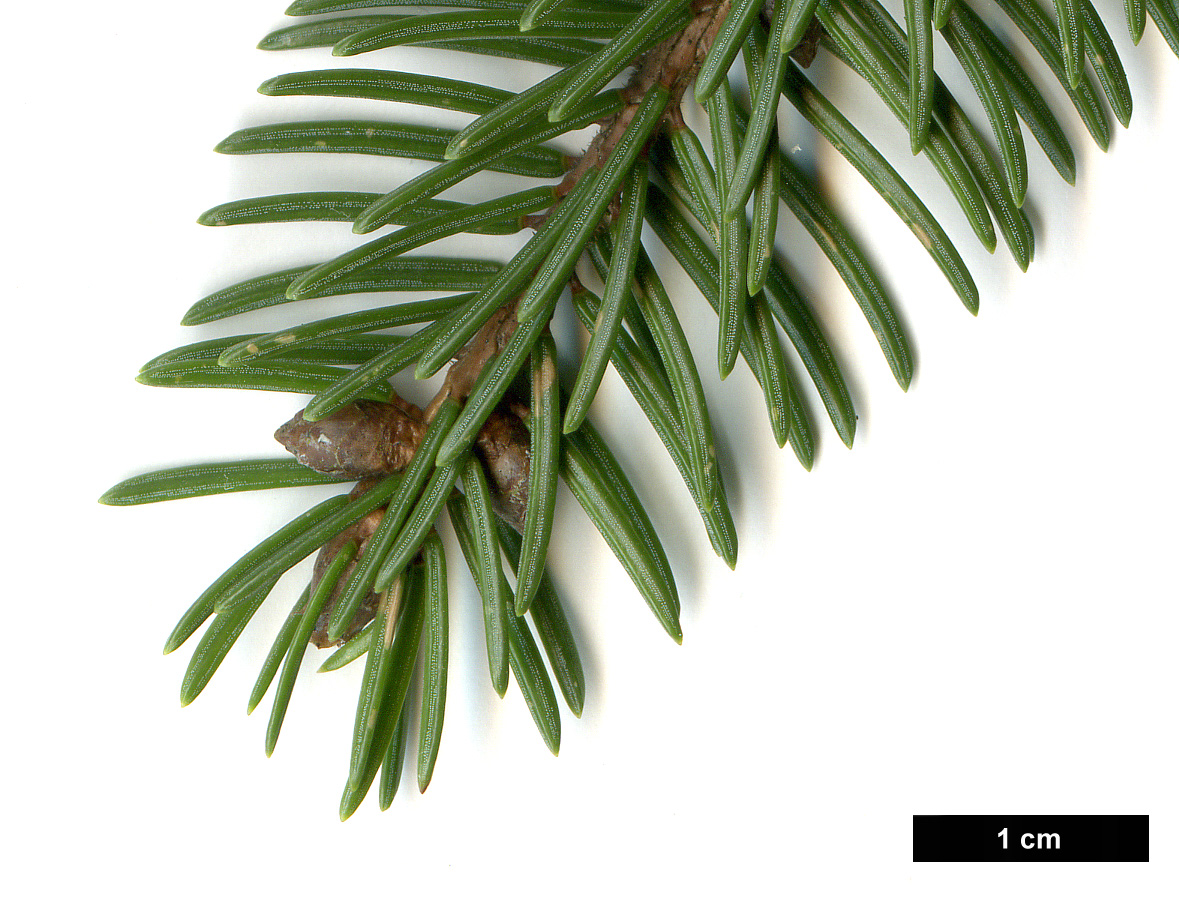 High resolution image: Family: Pinaceae - Genus: Picea - Taxon: ×fennica (P.abies × P.obovata)